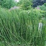 Equisetum giganteum Агульны выгляд