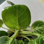 Peperomia maculosa Blad