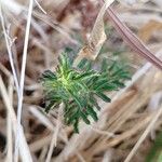 Tagetes lunulata Blad