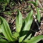 Cirsium monspessulanum Leaf