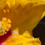 Hibiscus ovalifolius Floro