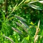 Bromus catharticus Frutto