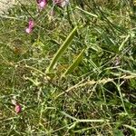 Lathyrus heterophyllus Fruit