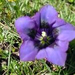 Gentiana acaulis Flor