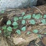 Microgramma vacciniifolia 葉