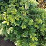 Abies nordmanniana অভ্যাস