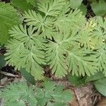 Dicentra canadensis Blatt