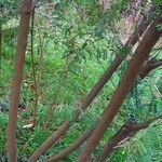 Indigofera heterantha Bark