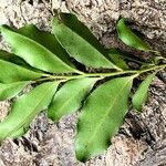 Diospyros vieillardii Leaf