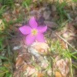 Sabatia campestris Flower