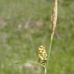 Carex tomentosa Ďalší