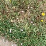 Scabiosa atropurpurea Habit