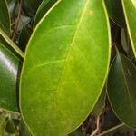 Ligustrum lucidum Levél