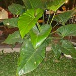 Philodendron giganteum Leaf