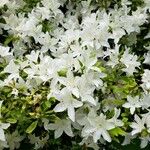 Rhododendron schlippenbachii ফুল