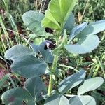 Vicia narbonensis Kukka