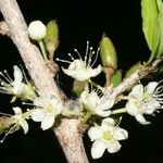 Erythroxylum suberosum Máis