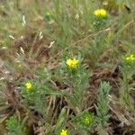Neatostema apulum Flor