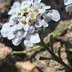 Iberis carnosa Flor