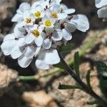 Iberis carnosa Flower