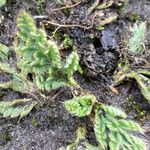 Alchemilla pinnata Leaf