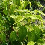 Miconia crenata Leaf