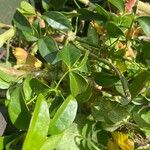 Pandorea pandorana ഇല