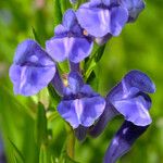Scutellaria baicalensis Flor