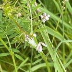 Vicia hirsuta Blatt