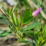 Chamaecytisus purpureus Leaf