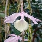 Dendrobium aphyllum Kvet