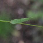 Carex leporina पत्ता