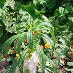 Impatiens balsamina Flor