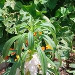 Impatiens balsamina Flower