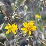 Pulicaria arabica Fula