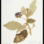 Solanum crinitum Blatt