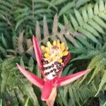 Aechmea lamarchei Flor