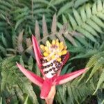 Aechmea lamarchei Flower