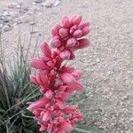 Hesperaloe parviflora Fleur