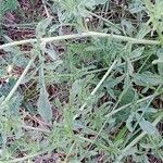 Reseda lutea Leaf