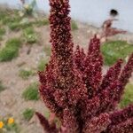 Amaranthus hypochondriacusBlüte