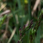 Poa cenisia Frukt