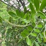 Sophora secundiflora Fulla