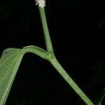 Piper reticulatum Kôra