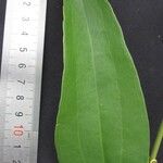 Smilax spinosa その他の提案