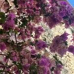 Bougainvillea glabraЦветок