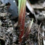 Carex olbiensis خشب
