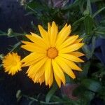 Calendula officinalisFlower