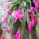 Disocactus phyllanthoides Blüte