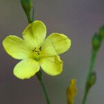Linum medium Flor